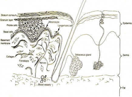 figure-small-1-1